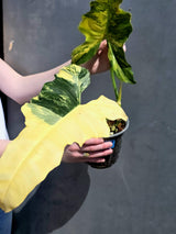 live houseplant
