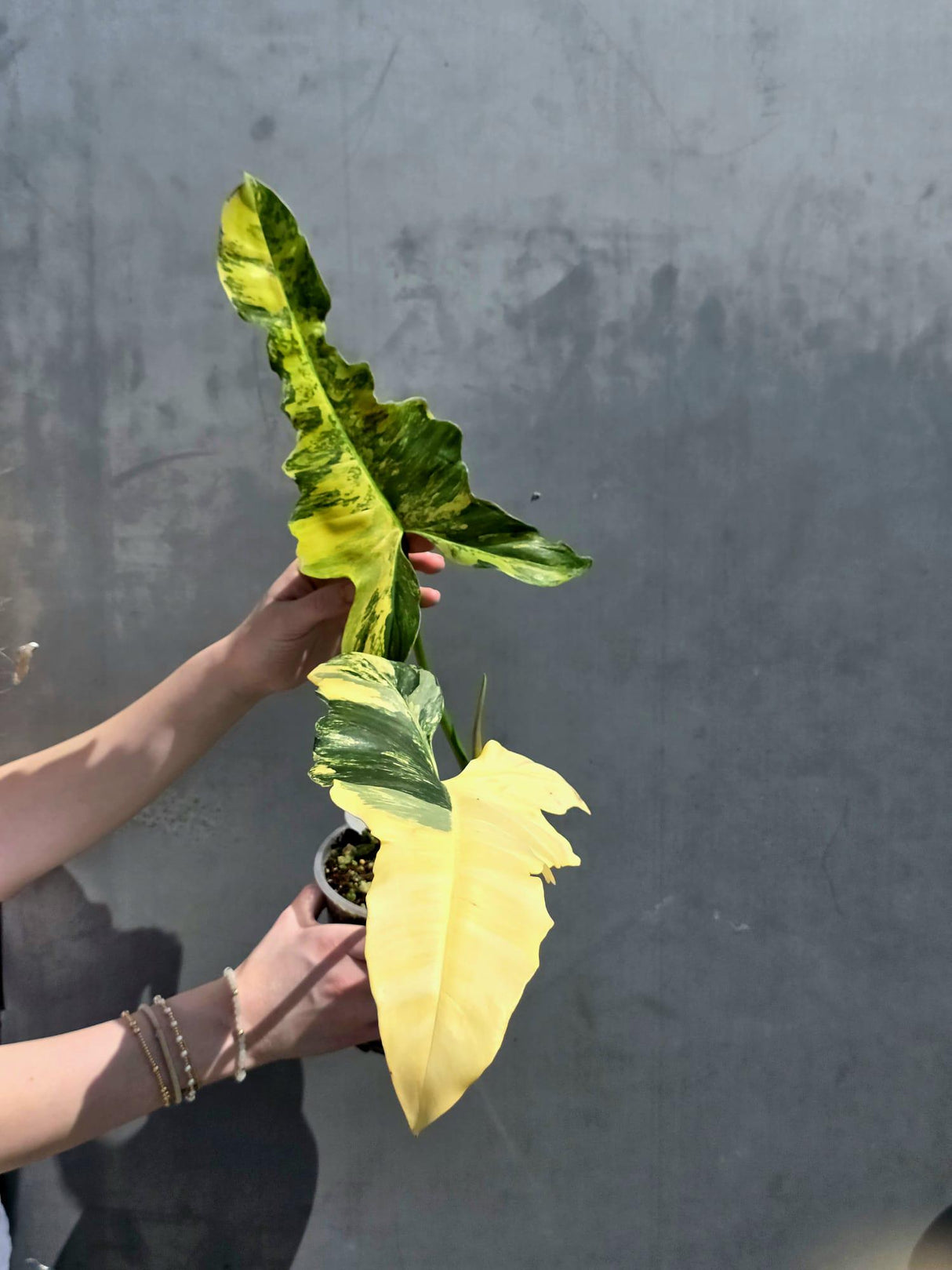 plant lover gift