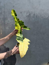 plant lover gift