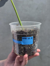 collector plant
