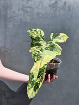 exotic houseplant