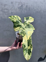 tropical houseplant