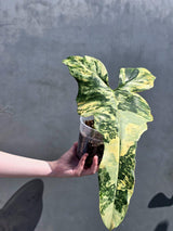rare philodendron