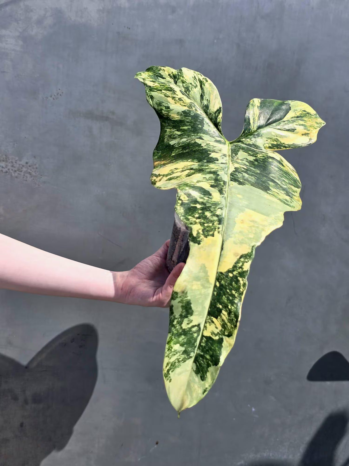 aroid houseplant