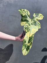 aroid houseplant