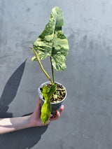 rare philodendron