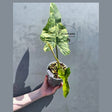 philodendron fiora
