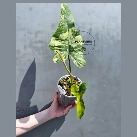 philodendron fiora