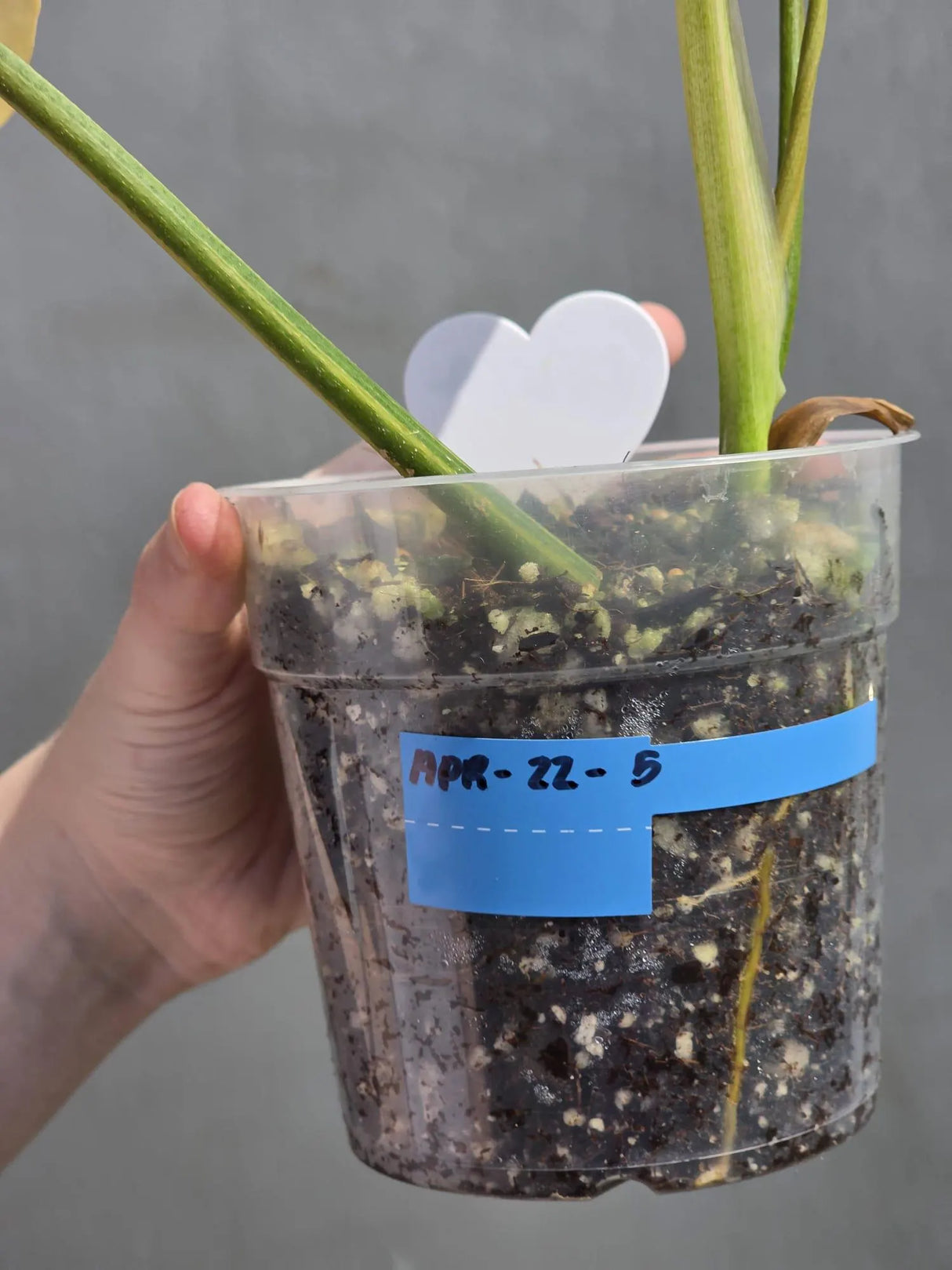 rare indoor plant