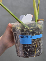 rare indoor plant
