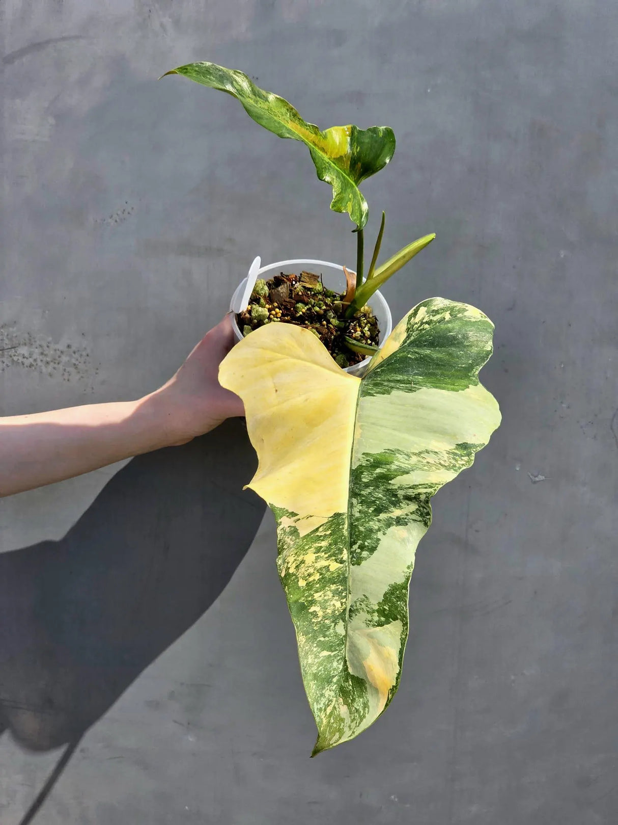rare philodendron