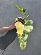 rare philodendron