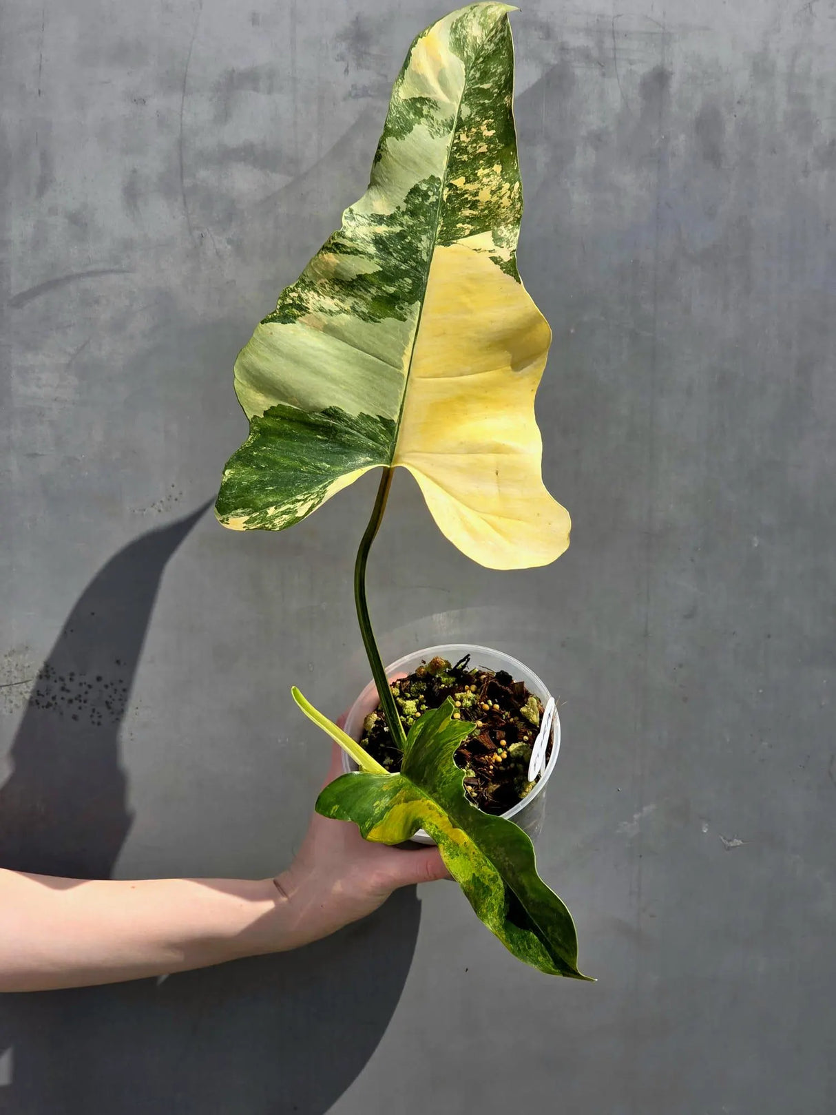 aroid houseplant