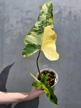 exotic houseplant