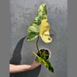 philodendron fiora