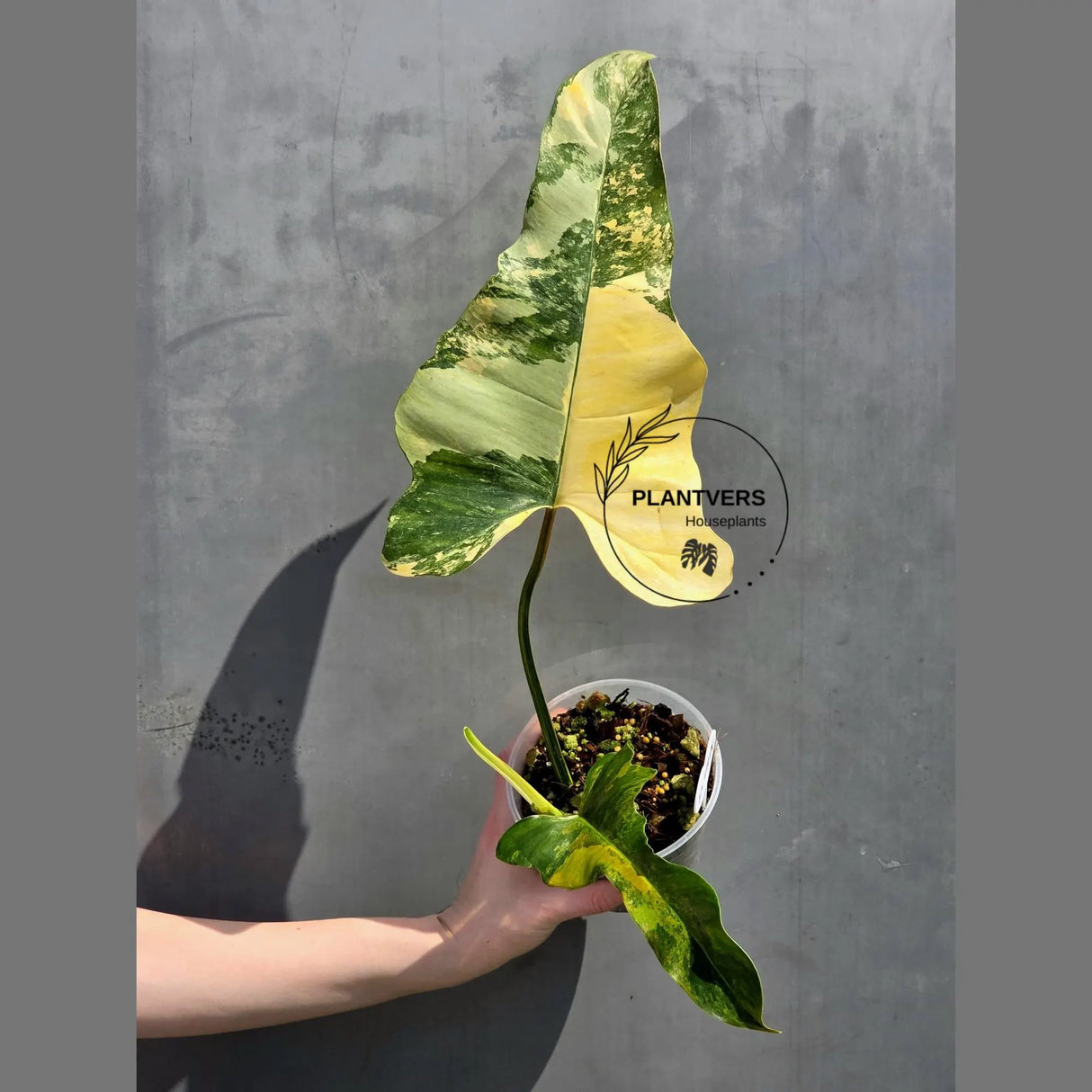 philodendron fiora