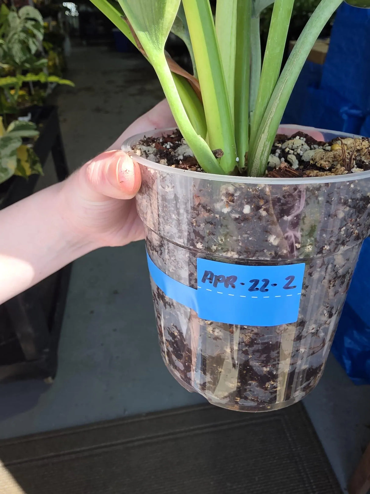 rare houseplant
