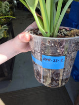 rare houseplant
