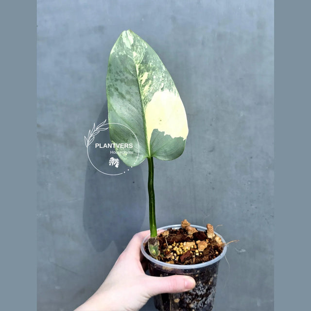 silver sword plant