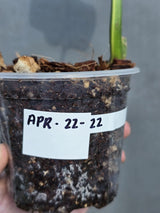 collector plant