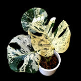 Rare Variegated Monstera Deliciosa Bulbasaur Live Plant - EXACT Collector Houseplant - US Seller