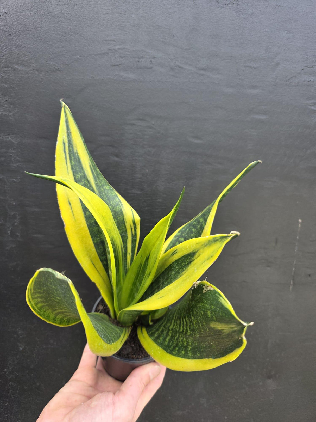 air purifying plant