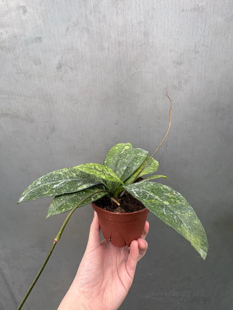 hoya silver splash