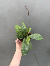 hoya pubicalyx plant