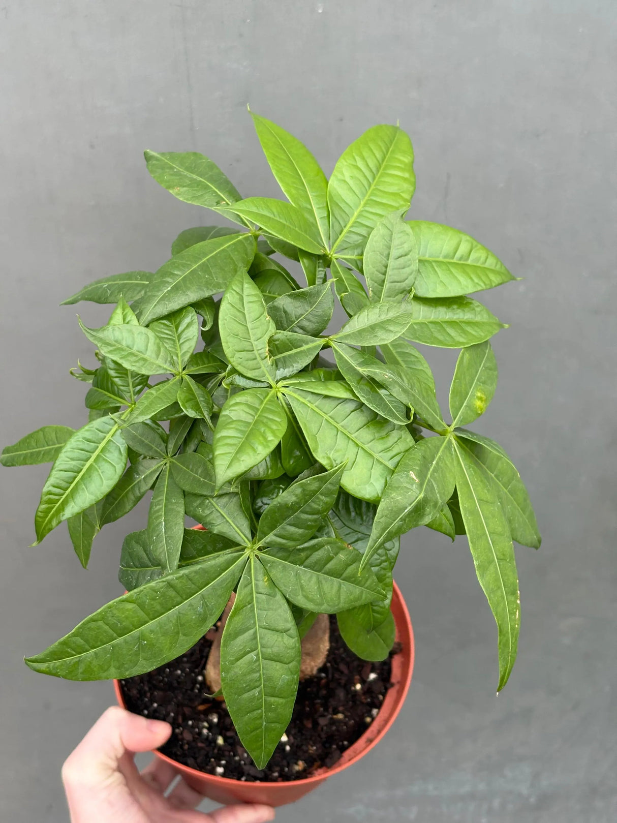 good luck money tree