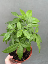 good luck money tree