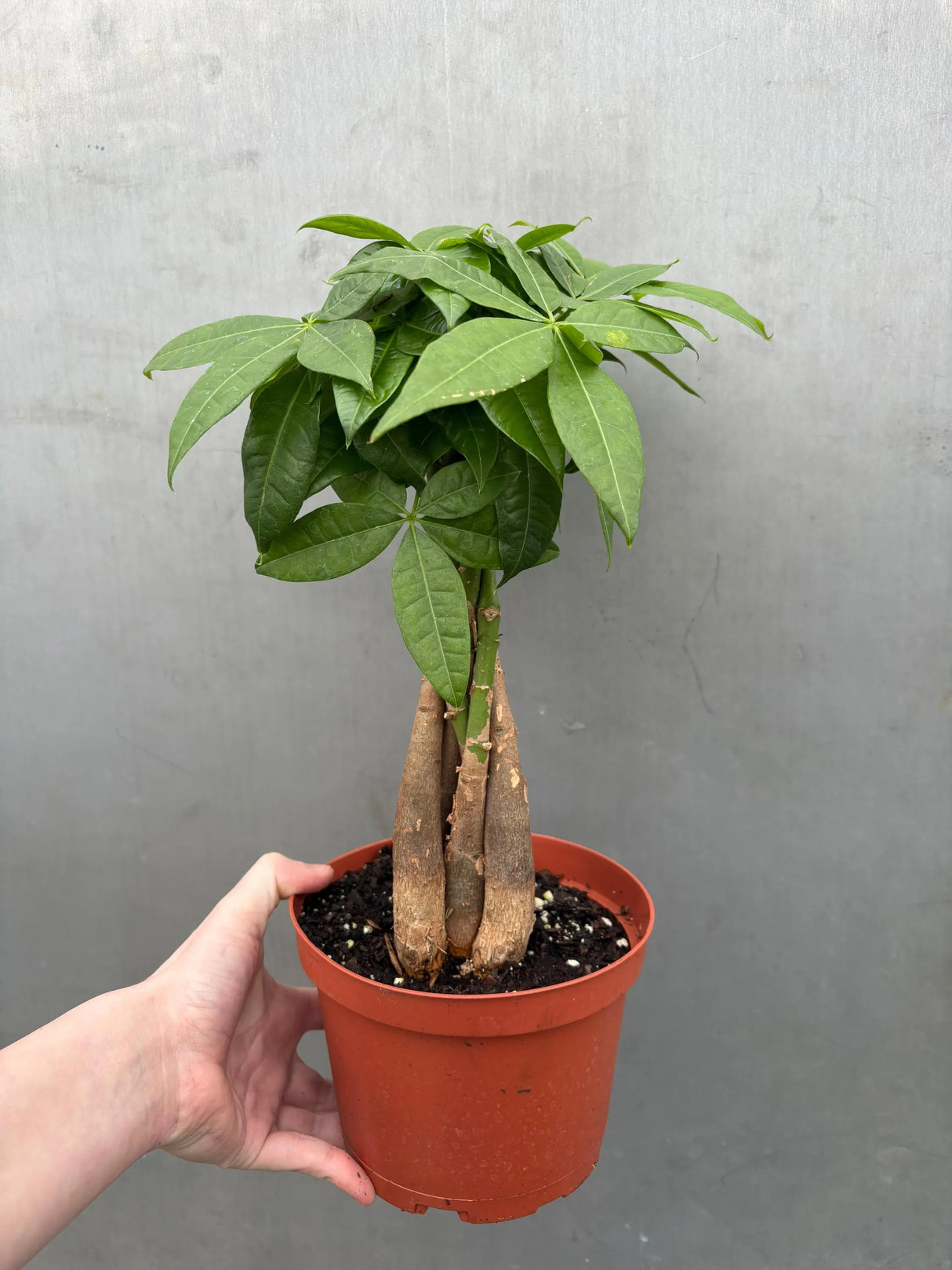 pachira aquatica