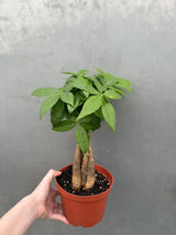 lucky money tree
