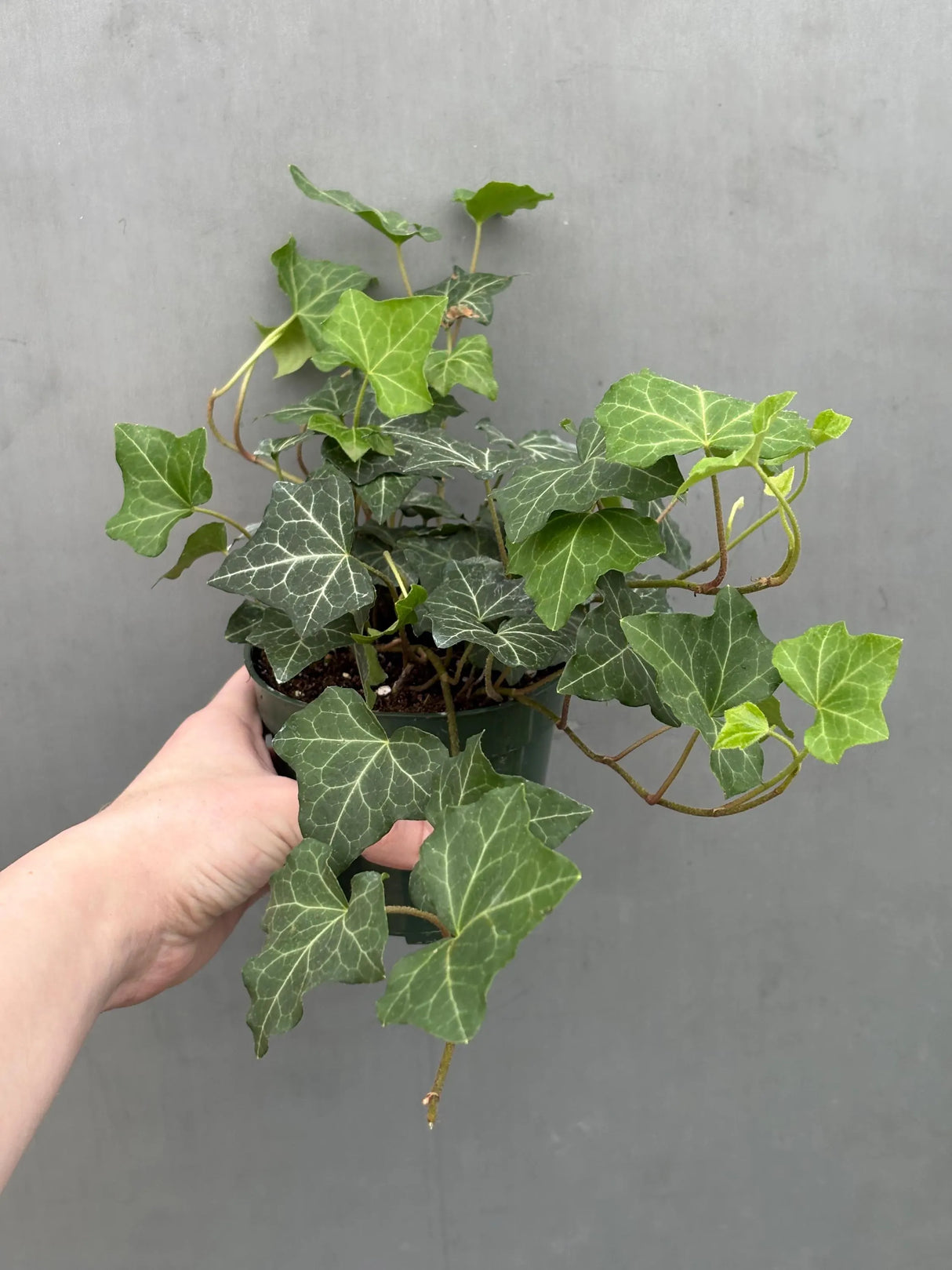 hedera helix