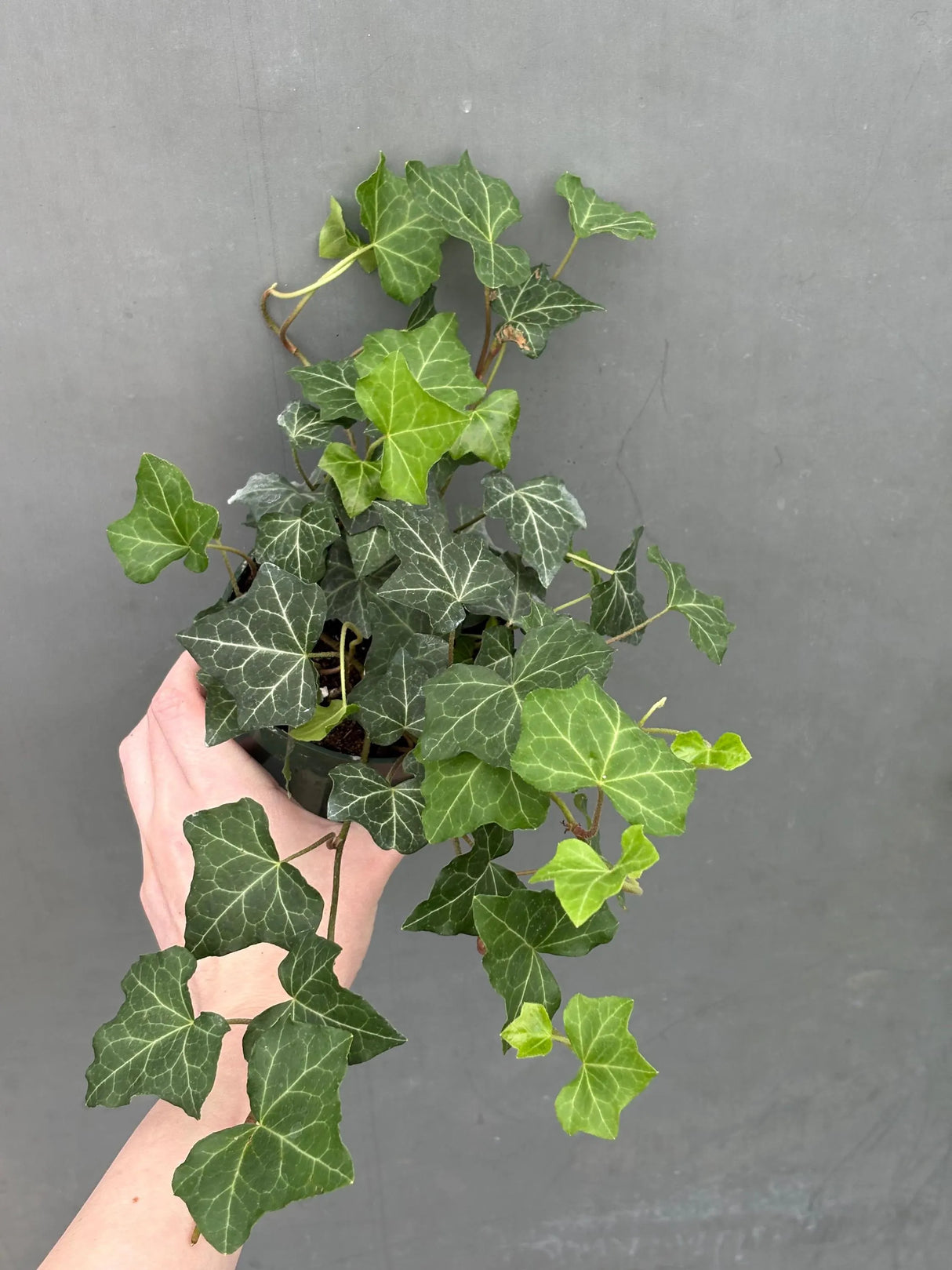 green english ivy