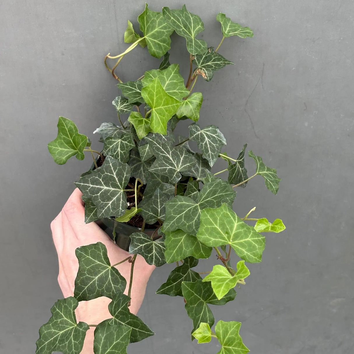 low light plant