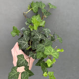 low light plant