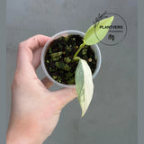 Super Rare Philodendron Silver Sword Variegated Plant - Collectors Plant - Rare Variegated Aroid Live Plant - Exact Same Plant - Us Seller
