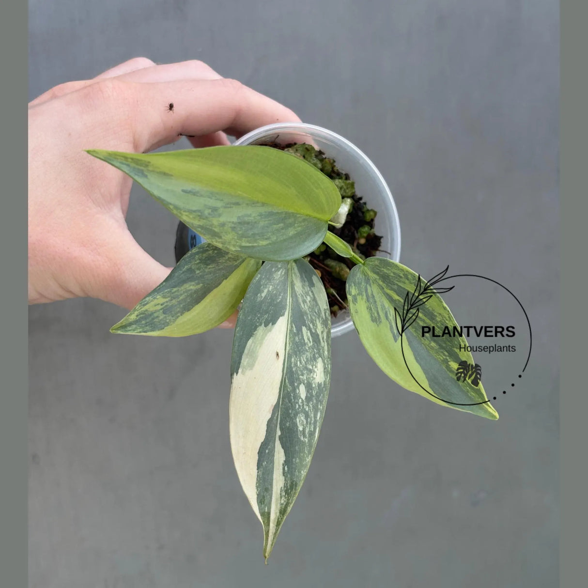 Super Rare Philodendron Silver Sword Variegated Plant - Collectors Plant - Rare Variegated Aroid Live Plant - Exact Same Plant - Us Seller