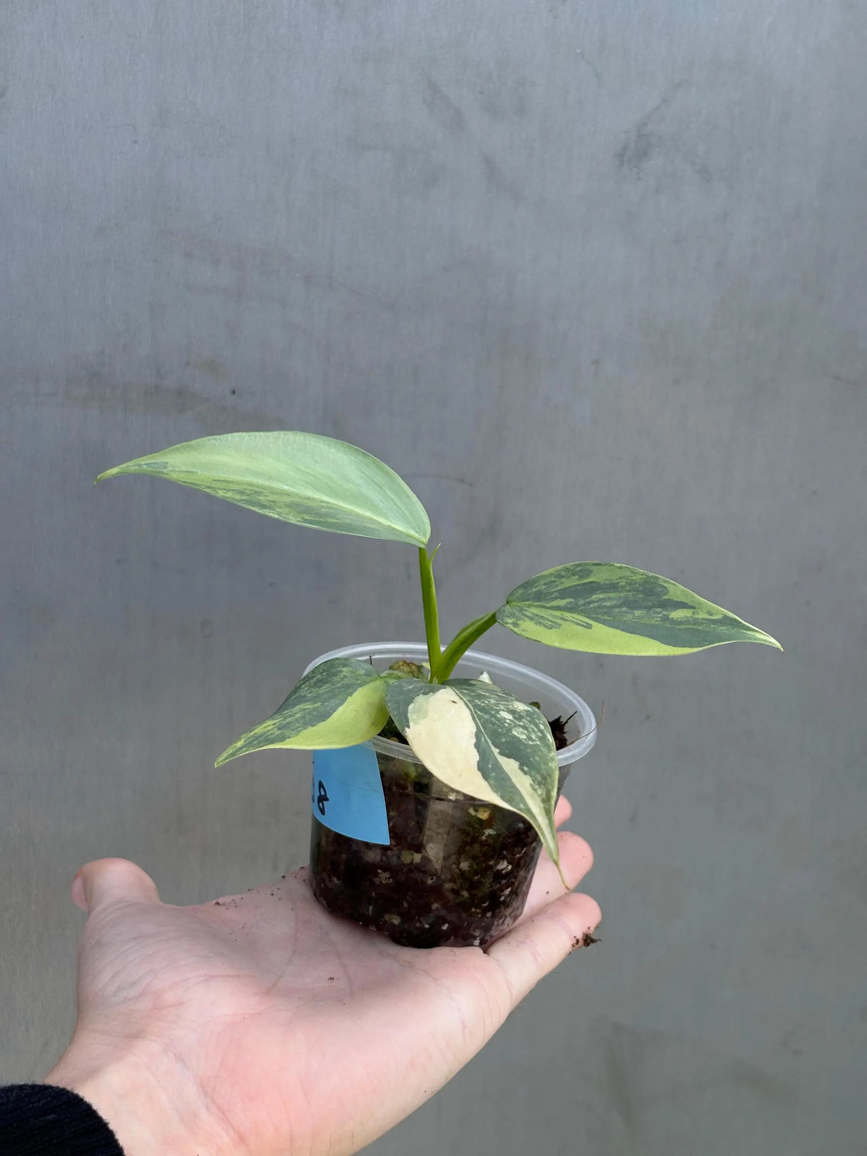 Super Rare Philodendron Silver Sword Variegated Plant - Collectors Plant - Rare Variegated Aroid Live Plant - Exact Same Plant - Us Seller