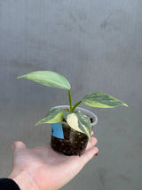 Super Rare Philodendron Silver Sword Variegated Plant - Collectors Plant - Rare Variegated Aroid Live Plant - Exact Same Plant - Us Seller