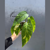 RARE Variegated 'Golden Flame' Epipremnum Pinnatum Plant - Yellow Flame Indoor Plant - EXACT Plant - US Seller