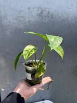 RARE Variegated 'Golden Flame' Epipremnum Pinnatum Plant - Yellow Flame Indoor Plant - EXACT Plant - US Seller