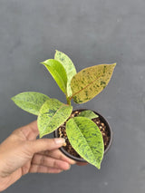 Ficus Shivereana Variegated in 4” Nursery Pot - Rare Variegated Rubber Plant - Ficus Elastica Shivereana Moonshine - Indoor Houseplant