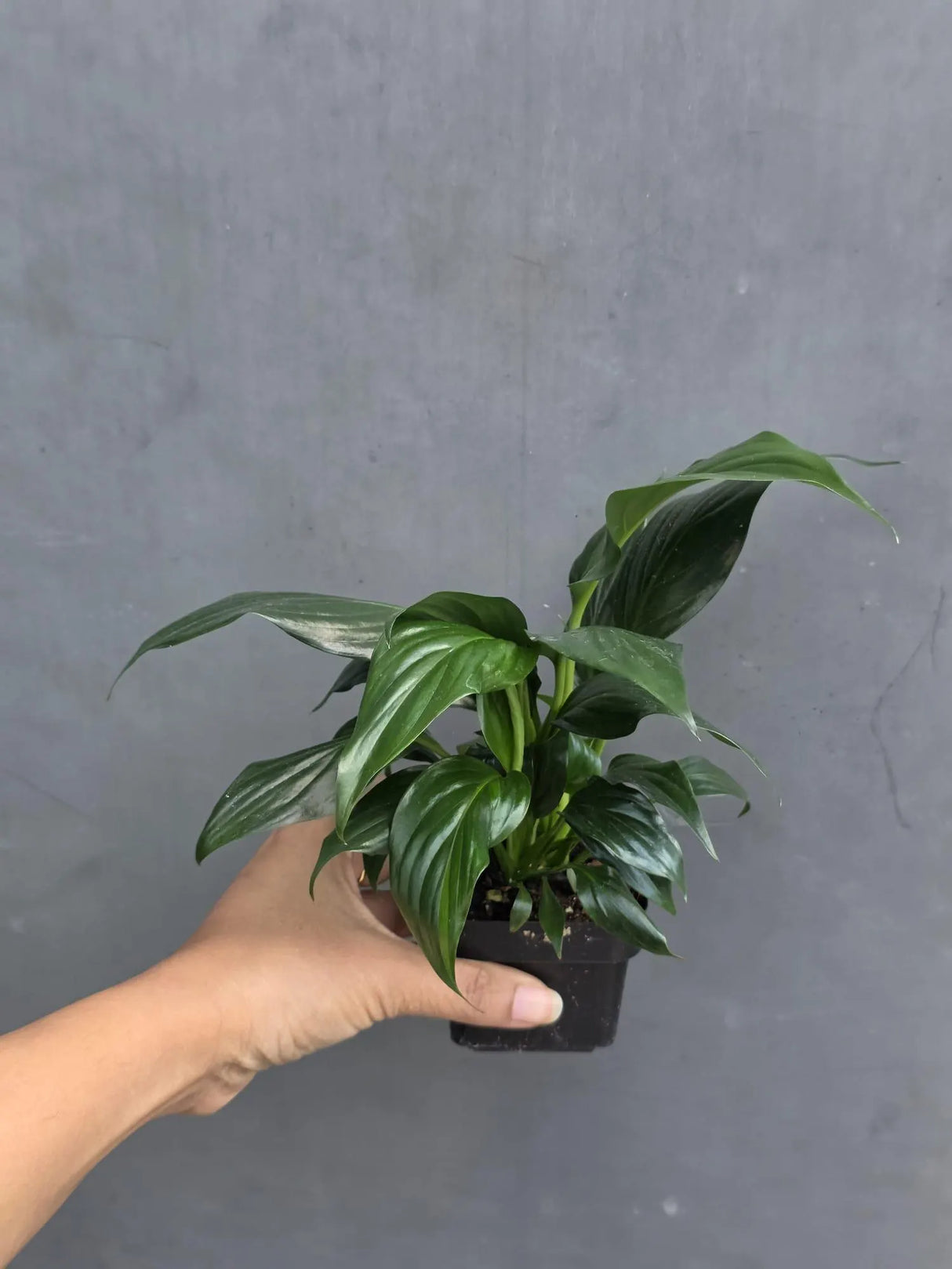 Green Peace Lily in 3” Nursery Pot - Spathiphyllum Plant - Air Purifying Indoor Houseplant - Easy Care Low Light Plant - Live Plant Gift