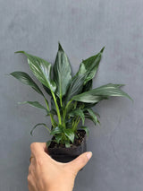 Green Peace Lily in 3” Nursery Pot - Spathiphyllum Plant - Air Purifying Indoor Houseplant - Easy Care Low Light Plant - Live Plant Gift