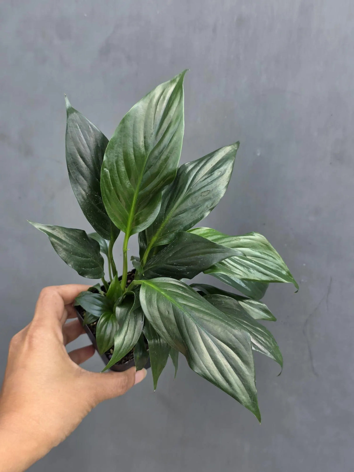 Green Peace Lily in 3” Nursery Pot - Spathiphyllum Plant - Air Purifying Indoor Houseplant - Easy Care Low Light Plant - Live Plant Gift