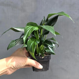 Green Peace Lily in 3” Nursery Pot - Spathiphyllum Plant - Air Purifying Indoor Houseplant - Easy Care Low Light Plant - Live Plant Gift