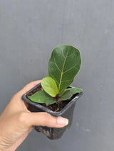 Fiddle Leaf Fig in 3” Nursery Pot - Ficus Lyrata Plant - Indoor Houseplant - Easy Care Tropical Plant - Live Plant Gift