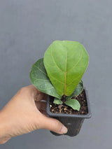 Fiddle Leaf Fig in 3” Nursery Pot - Ficus Lyrata Plant - Indoor Houseplant - Easy Care Tropical Plant - Live Plant Gift