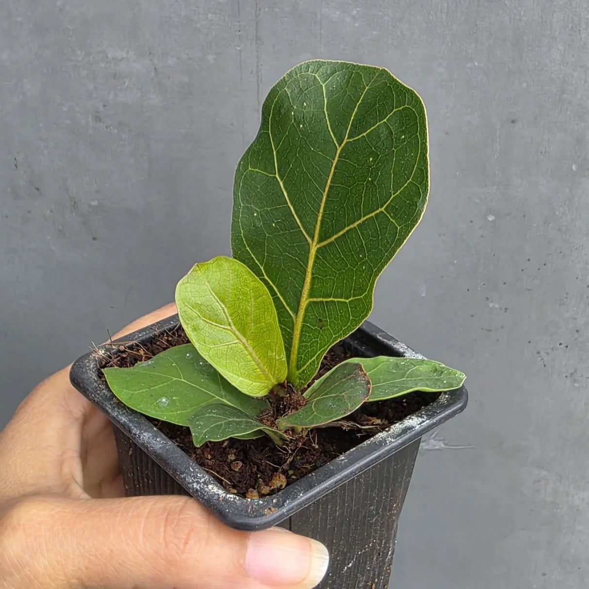 Fiddle Leaf Fig in 3” Nursery Pot - Ficus Lyrata Plant - Indoor Houseplant - Easy Care Tropical Plant - Live Plant Gift